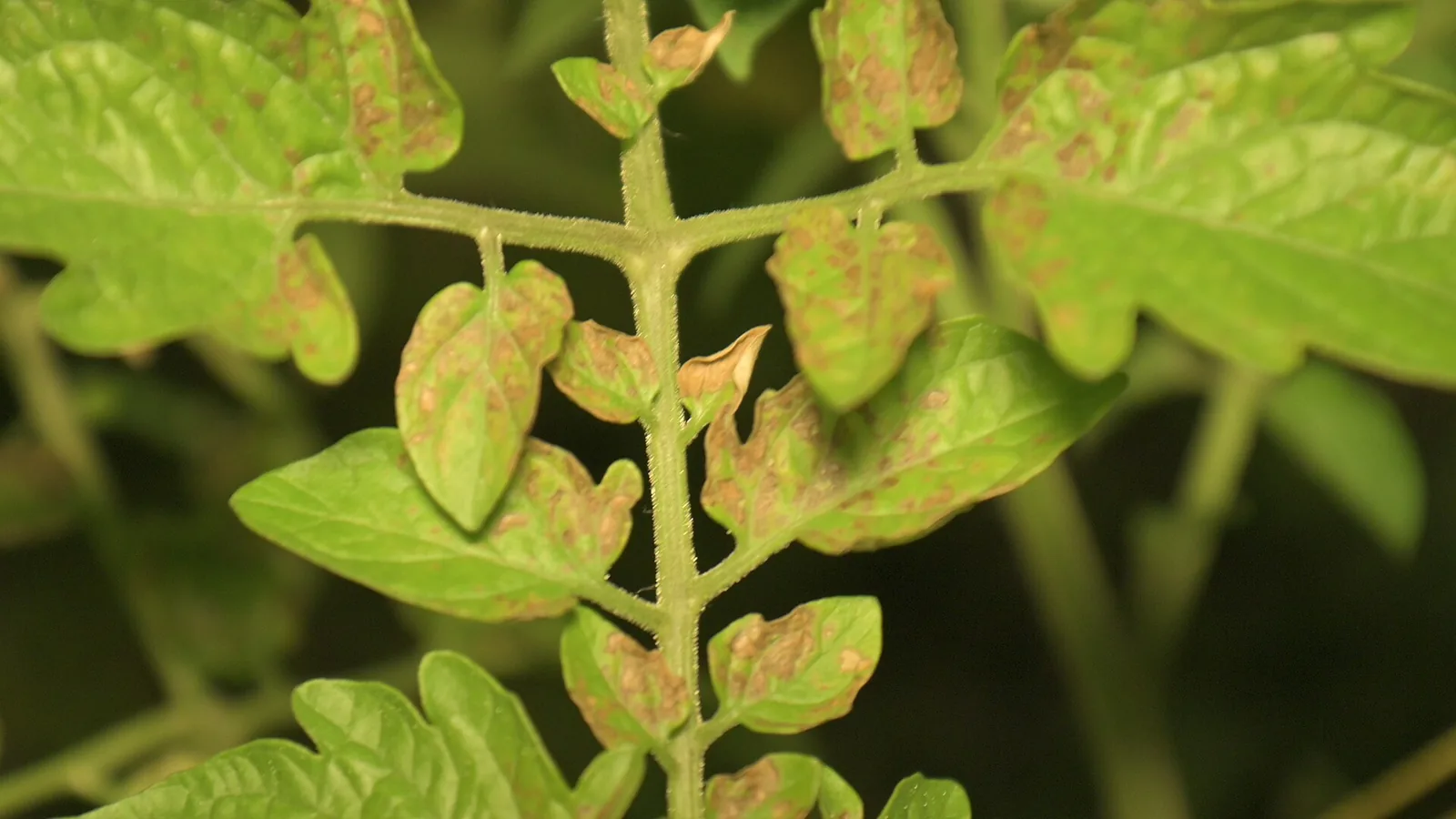 Tomato Leaf Disease Detection screenshot